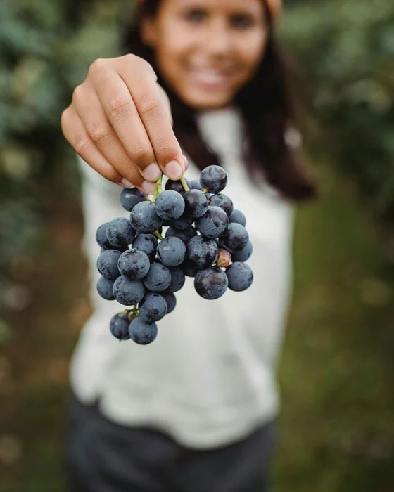 Valle de Guadalupe